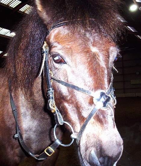 Gotlandsruss Nike  part - okey!!! Så står jeg da bare her når mie bære spring ind eller gør jeg??? billede 6