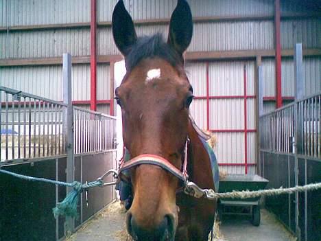 Trakehner Cyfra SOLGT - Er hun ik bare smuk :) billede 1