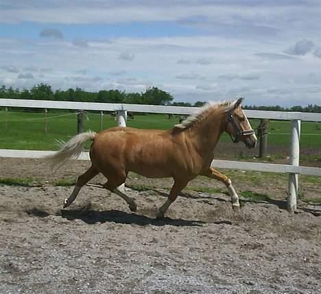 Palomino Nuggi Stauslykke Solgt  - smukke.. <3 billede 11