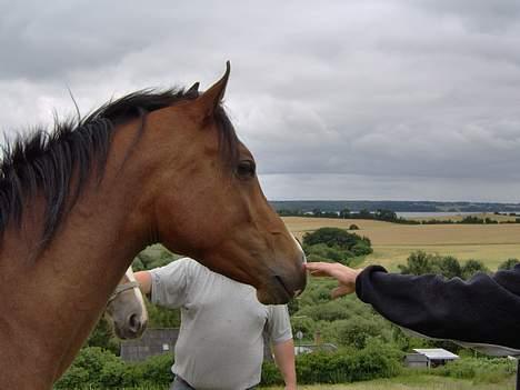 Arabisk fuldblod (OX) T.A. Wadir  billede 10