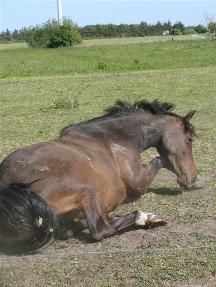 Anden særlig race Monty <3  - Monty ruller lidt (: nøj hvor er hun beskidt :b <3 ....-Fotograf * Camilla Thomsen billede 14