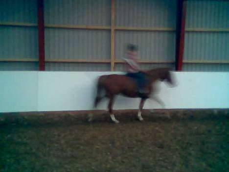 Anden særlig race flika (Død) - 2 gang flika bliver redet, det er min datter på 12 der rider på hende. Flot. billede 6