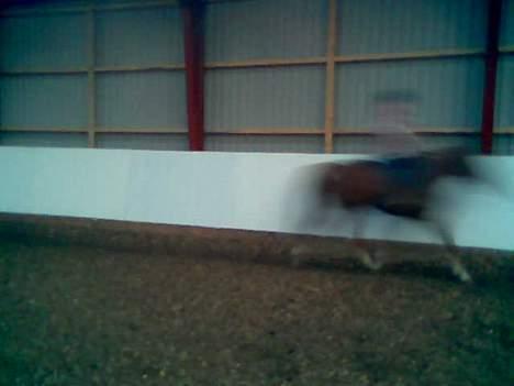 Anden særlig race flika (Død) - ved godt det ikke er et godt billede, men det er fra anden gang flika bliver redet, og jeg havde kun min mobil. billede 7