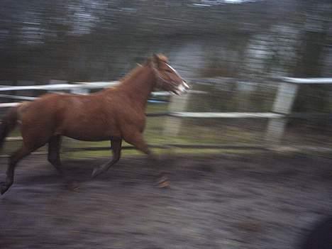 Anden særlig race flika (Død) - igen to års  dejlige hyp. billede 8