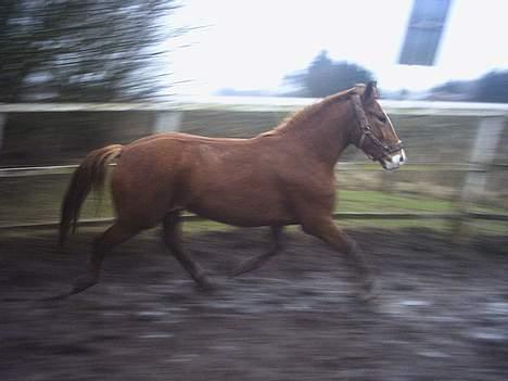 Anden særlig race flika (Død) - flot trav som 2års billede 9