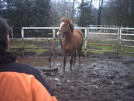 Anden særlig race flika (Død) - ja ja mor jeg skal nok. Ser det ikke ud som om hun griner? billede 10