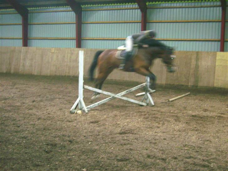 Dansk Varmblod Lykke's Don Zio * Solgt:( - Er han ikke bare dygtig .. Et af hans første spring .. Han er bare god .. billede 7