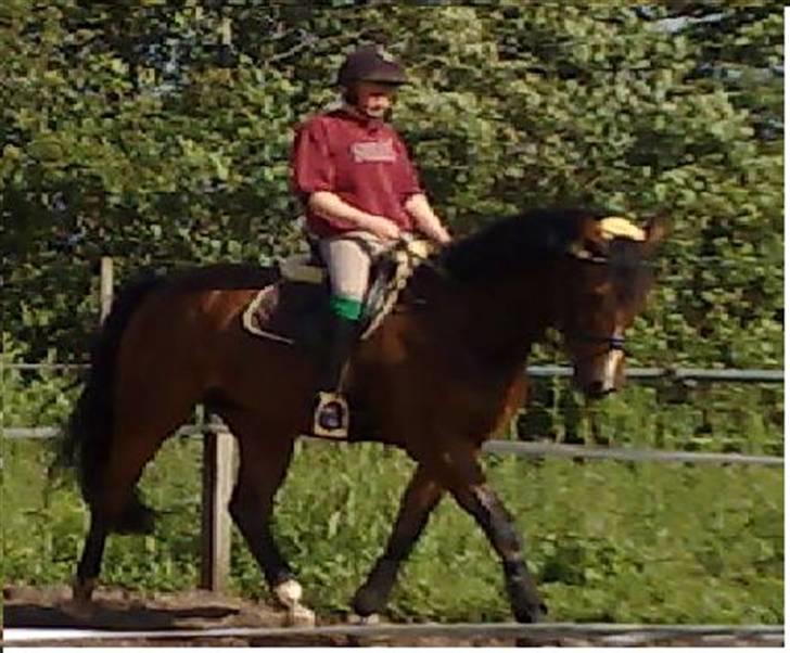 Dansk Varmblod Lykke's Don Zio * Solgt:( - Træning derhjemme billede 8