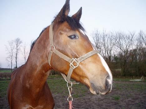 Dansk Varmblod Lykke's Don Zio * Solgt:( - Iiiih skat <33 du bare skøn ..  billede 9