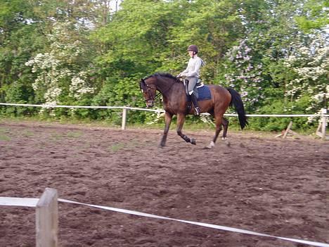 Dansk Varmblod Lykke's Don Zio * Solgt:( billede 10