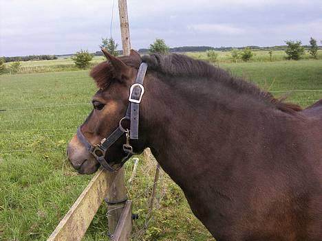 Shetlænder Sdr. Engesgards Lotte <3  - lotte ikke ret lang tid efter jeg fik hende!(;. billede 12