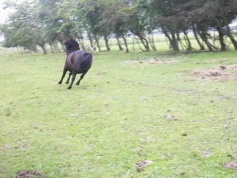 Shetlænder Sdr. Engesgards Lotte <3  - lotte i fuld galop:D<3 billede 13