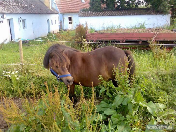 Shetlænder Sdr. Engesgards Lotte <3  - ´fru fedesen!(;. - hjemme  ved karina:D<3 billede 15