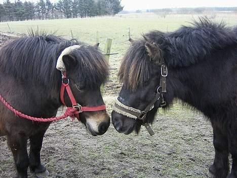 Shetlænder Sdr. Engesgards Lotte <3  - ^dejligste&bedste!(: - lotte og elvis!:D<333333 billede 16