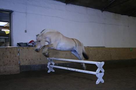 Fjordhest Birkens Saxo billede 10