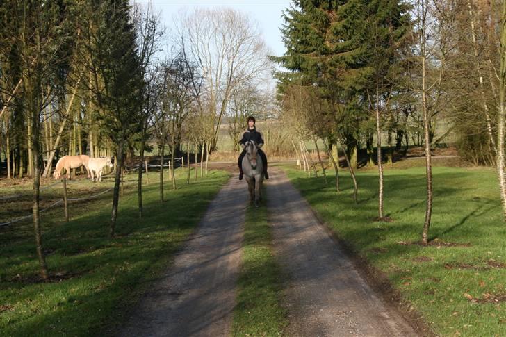 Fjordhest Birkens Saxo billede 13