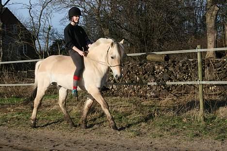 Fjordhest Birkens Saxo billede 14