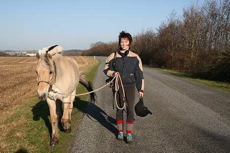 Fjordhest Birkens Saxo billede 15