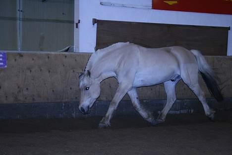 Fjordhest Birkens Saxo billede 17