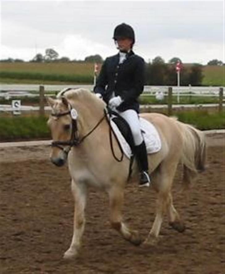 Fjordhest Birkens Saxo billede 18