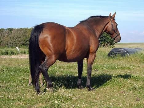 Anden særlig race Pernille*DØD* billede 9