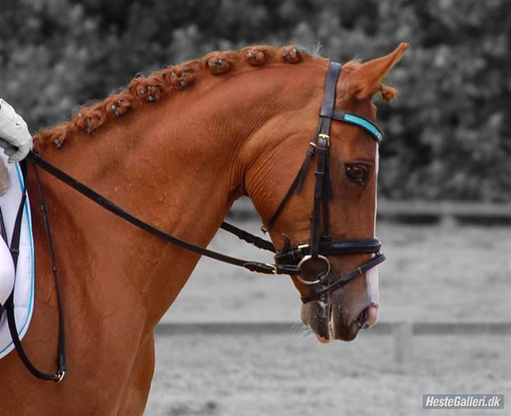 Anden særlig race Bjerregårdens Sandra - *13* Uden dig ville livet knap nok være værd at leve <3  Fotograf Kasper billede 13