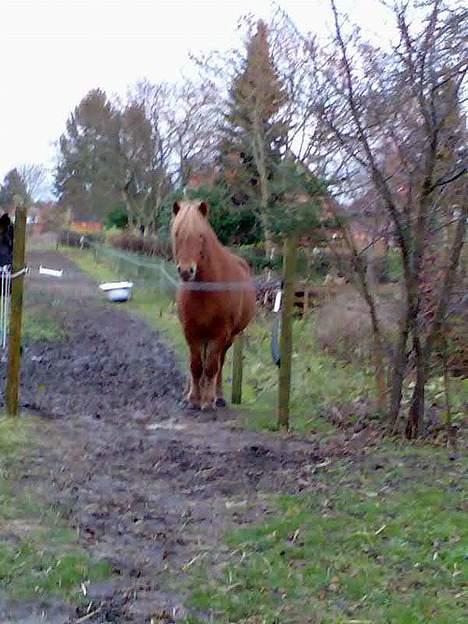 Islænder Silja fra Godthåb[SOLGT] - billede 5 hehehe silja vil ind.. billede 5