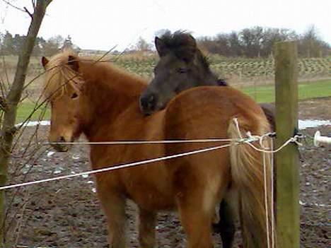 Islænder Silja fra Godthåb[SOLGT] - billede 6 det er hende den røde. billede 6