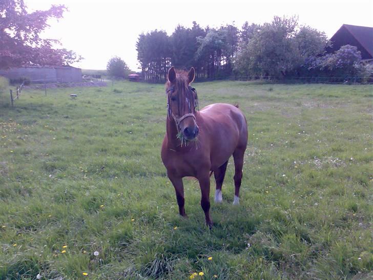 Welsh Partbred (Sec F) Siem´s Patricia billede 1
