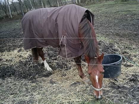 Welsh Partbred (Sec F) Siem´s Patricia billede 2