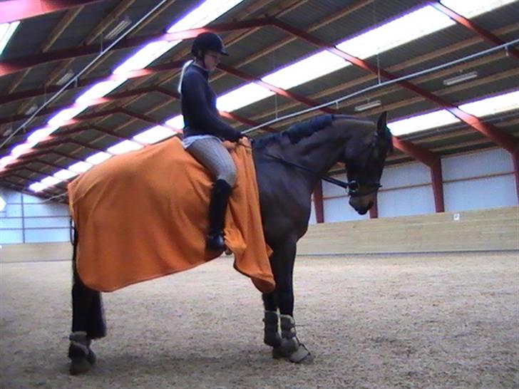 Holstener Lindegaardens Camilla  billede 1