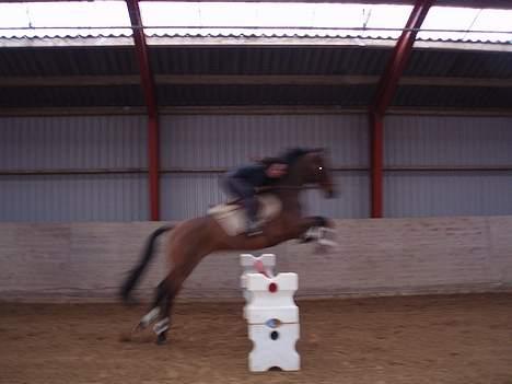Holstener Lindegaardens Camilla  billede 3