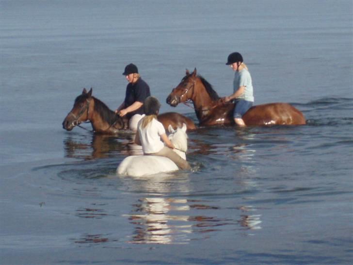 Holstener Lindegaardens Camilla  billede 4
