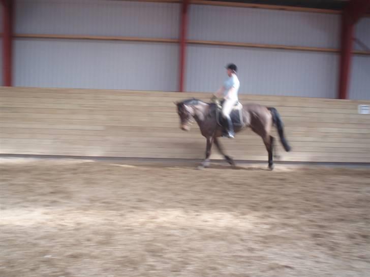 Holstener Lindegaardens Camilla  billede 5