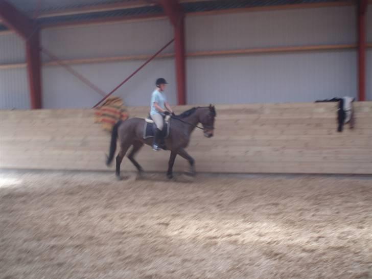 Holstener Lindegaardens Camilla  billede 6