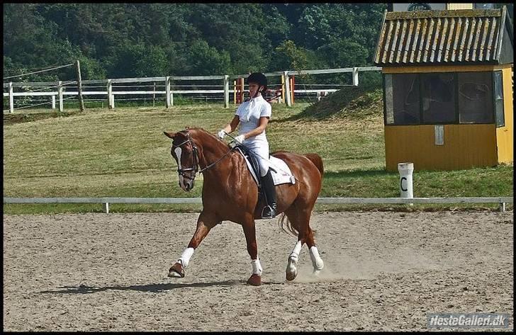 Dansk Varmblod Filur- solgt - Øgning! :-)  Fotograf:  MieM billede 7