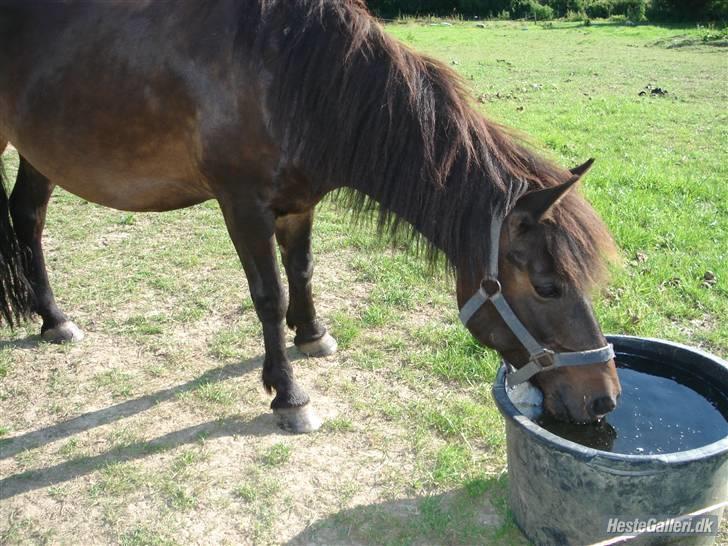 Anden særlig race Buller *Solgt*  - NYT ! Hos nye ejer .  billede 3