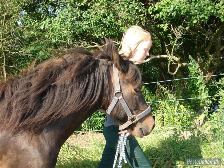Anden særlig race Buller *Solgt*  - NYT ! Hos nye ejer .  billede 4