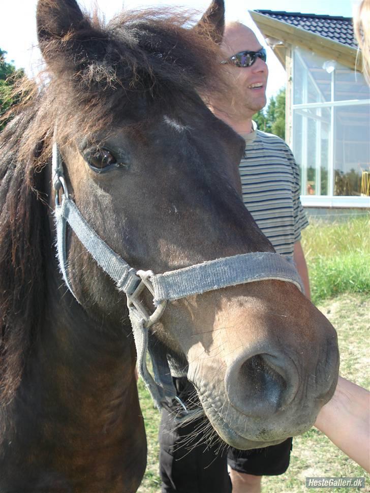 Anden særlig race Buller *Solgt*  - NYT ! Hos nye ejer .  billede 5