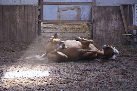 Palomino Klepholms Pegasos/Palle - palle der tager sig en rulle tur efter en hård trænings time.... billede 11