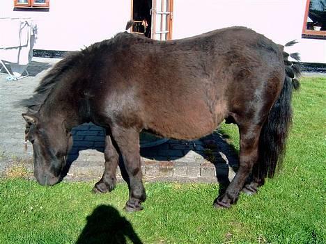 Shetlænder MIN ELVIS<33' R.I.P!:'( - elvis da han var ved at bliuve så smuk (: <333 billede 18