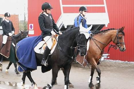Anden særlig race Whisky Solgt ;) - Whisky, Sapa & Zander i baggrunden (; billede 18