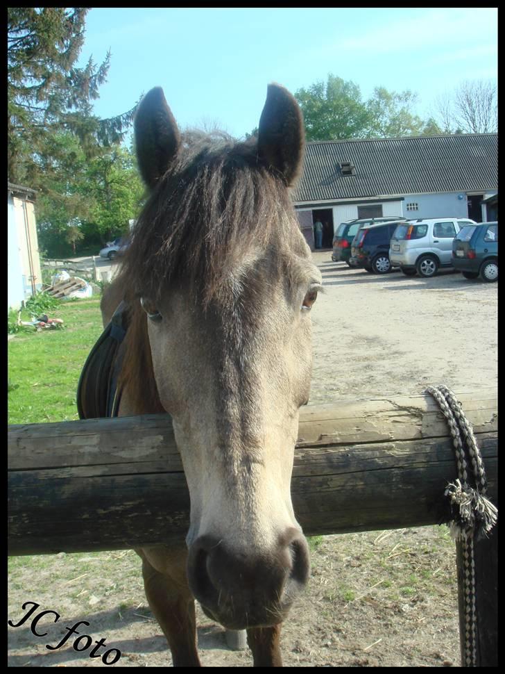 Anden særlig race Moonlight Skovly †R.I.P† - uhh hvor sødt hva? billede 1