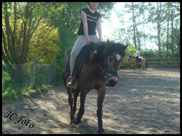 Anden særlig race Moonlight Skovly †R.I.P† - jubii spring billede 2