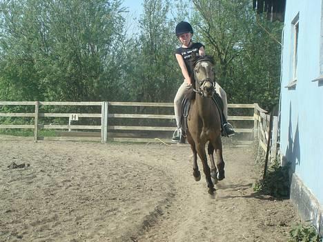 Anden særlig race Moonlight Skovly †R.I.P† - fuld galaop:D billede 4