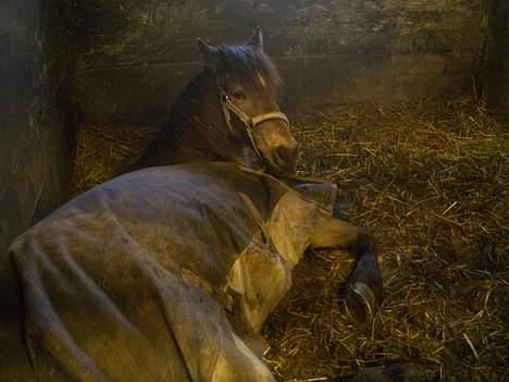 Anden særlig race Moonlight Skovly †R.I.P† - årh hvor er det skønt med en slapper billede 6