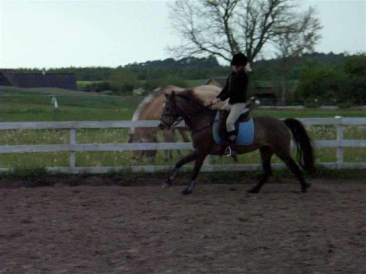 Anden særlig race Moonlight Skovly †R.I.P† - Afsted med oss billede 7