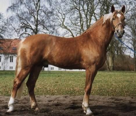 Frederiksborg Jupiter Brandslund SOLGT - Til hingstekåring for mange år siden :o) billede 1