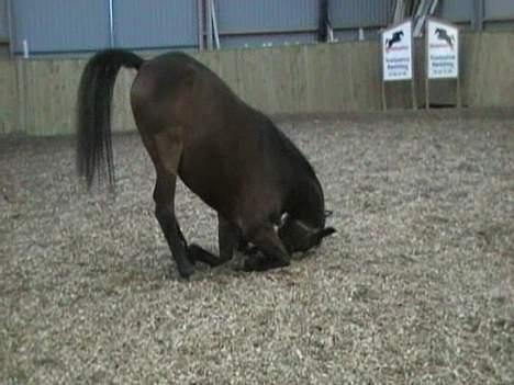 Dansk Varmblod major "Hvor er du?" - (nyt) billede 19