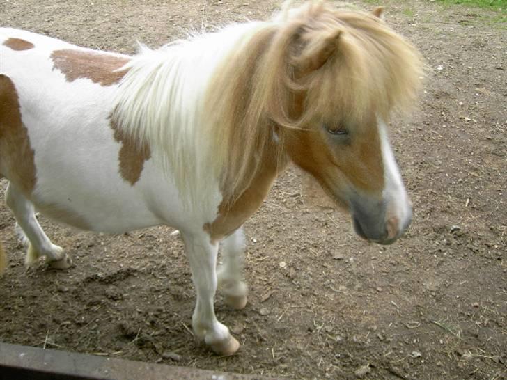 Shetlænder Kiar solgt): - kira og mig hygger os billede 1